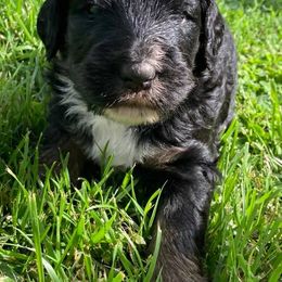 Bernedoodles and Bernese Mountain Dogs from Bernese Home