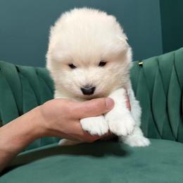 Pretzel - White male Samoyed puppy in Tremonton, Utah from Sugar Sweet Samoyeds