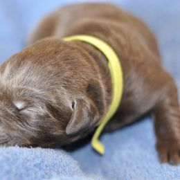 Labrador Retriever Puppies from Loudon's Labradors
