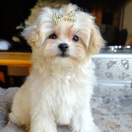 Companion Cross, Havanese, Mal-Shi, Maltese, Maltipoo, Morkie, and Shih Tzu Puppies from Seeking Shalom Acres Maltese, Maltipoos & Havamalts