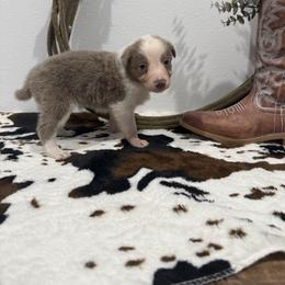 Izzy - Lilac female Border Collie puppy in Washburn, Missouri from BS Farms