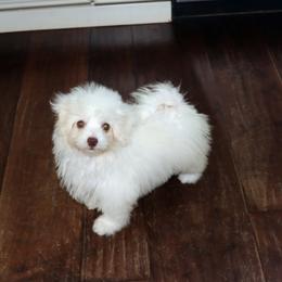 Cloud - White female Havanese puppy in Hamptonville, North Carolina from Alabama Havanese Kennel Tidewater Kennel