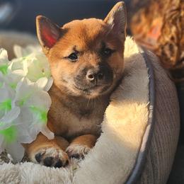 Mochi - Red male Shiba Inu puppy in Carpentersville, Illinois from Veronika's Shiba Inus