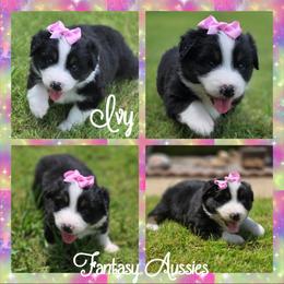 Ivy - Black tri-color female Australian Shepherd puppy in Anna, Texas from Fantasy Pomeranians & Fantasy Aussies