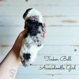 Tinker Bell - Blue merle female Aussiedoodle puppy in Grove, Oklahoma from Guinn Family Farms