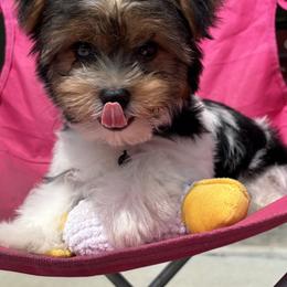 Yorkipoo and Yorkshire Terrier Puppies from OK Puppies LLC