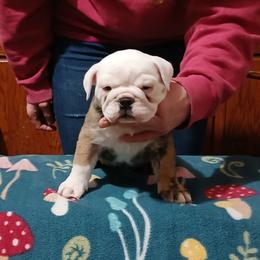 Buster - Fawn brindle and white male Bulldog puppy in Cannon Falls, Minnesota from Pattys Boxers and Bulldogs