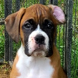 Boxer Puppies from Torres Kennel