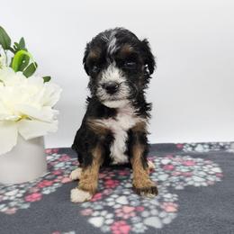 Tulip - Tri-color female Bernedoodle puppy in Granton, Wisconsin from Rose River Farms