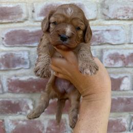 Girl 2 - Red female Cavapoo puppy in Roseville, California from Lipscomb Doodles