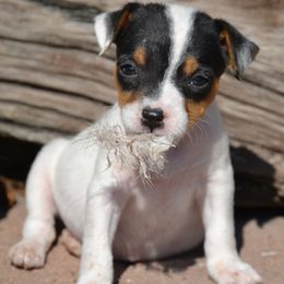 Jack Russell Terrier Puppies from Smokin Pistol Jack Russell Terriers