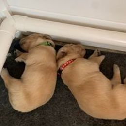 Golden Retriever Puppies from Sterling Run Retrievers
