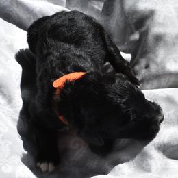 Orange Collar Female - Black and white female Aussiedoodle puppy in Parma, Idaho from Arena Valley Acres