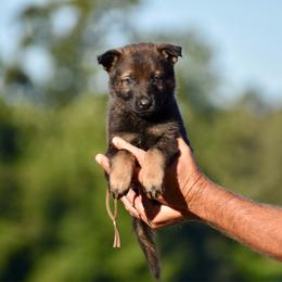 Brown - Sable male German Shepherd puppy in Cherryville, North Carolina from Masky Kennel