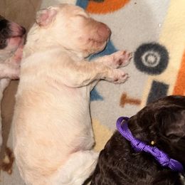 Cream Female (Pink) - Cream female Poodle puppy in Mendenhall, Mississippi from Red Bayou Kennels, LLC