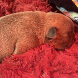 Holly - Blue fawn female French Bulldog puppy in Kalispell, Montana from Grace & Grit Frenchies