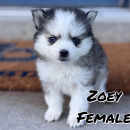 Zoey - Silver female Pomsky puppy in Clarkston, Utah from Red Rock Ranch Breeders