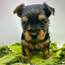 Tiki - Black and tan female Yorkshire Terrier puppy in Rio, Illinois from Sunny Sky Yorkies
