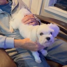 Jackson - White male Maltese puppy in Redmond, Oregon from Jazzie Shih Tzu