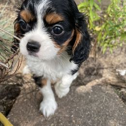 Cavalier King Charles Spaniel Puppies from Rohus Puppies