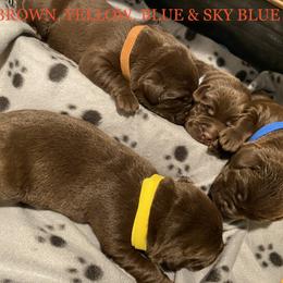 Labrador Retriever Puppies from A. Hansen Labradors