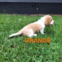 ORANGE - Lemon and white male Basset Hound puppy in Valley, Alabama from Beverly's Bassets