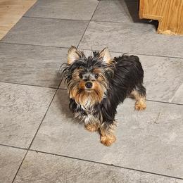Rosie - Yorkshire Terrier