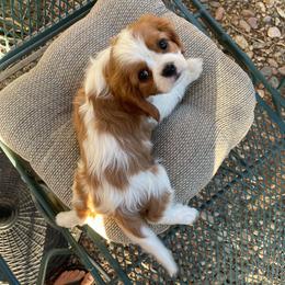 Black Jack - Blenheim male Cavalier King Charles Spaniel puppy in Phoenix, Arizona from Larisa's Cavaliers