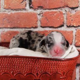 Bernedoodle Puppies from Caribou Doodles