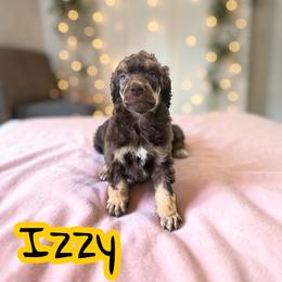 Izzy - Phantom female Poodle puppy in Port Orange, Florida from Daytona’s Standard Poodles