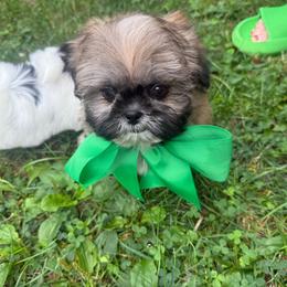 Buzz - Sable male Shih Tzu puppy in Lakewood, Ohio from Purelyshihtzupups