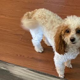 Poodles from Burnsville Premier Toy Poodles