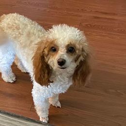 Poodles from Burnsville Premier Toy Poodles