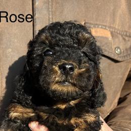 Poodles from Brick Hill Ranch