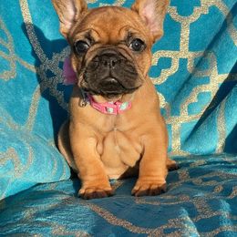 Australian Shepherd and French Bulldog Puppies from Golden Oak Gypsy