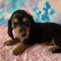Ebony - Black and tan female Dachshund puppy in Klamath Falls, Oregon from Luvindoxys4u