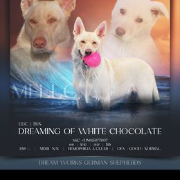 Marshmallow  - German Shepherd