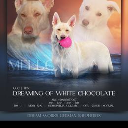 Marshmallow  - German Shepherd
