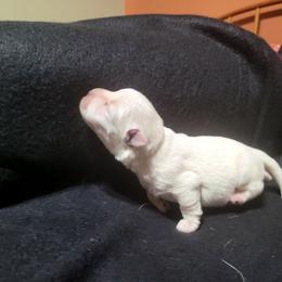 Boy 2 - White male West Highland White Terrier puppy in Cedaredge, Colorado from Bloom Puppies