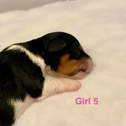 Yellow Collar Girl - Tri-color female Bernedoodle puppy in Port Charlotte, Florida from Islands Wheatens and Poodles