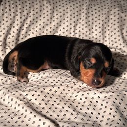 Banjo - Black and tan male Dachshund puppy in Los Angeles, California from Dachshunds of the Desert