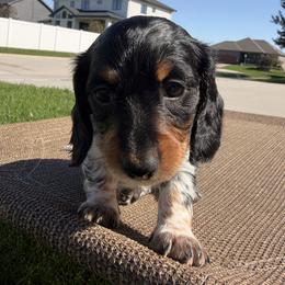 Kisses - AKC - Piebald female Dachshund puppy in Omaha, Nebraska from Colorful Dachshunds