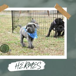 Boy 4 - male Cane Corso puppy in Choctaw, Oklahoma from Emerald Cane Corso