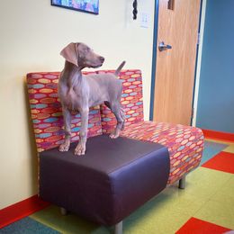 German Shorthaired Pointer and Weimaraner Puppies from SilverBay GunDogs