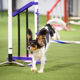 Cavalier King Charles Spaniel All Grown Up from Campbell’s Cavaliers
