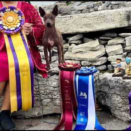 American Hairless Terrier All Grown Up from Vinegar Hill Kennel