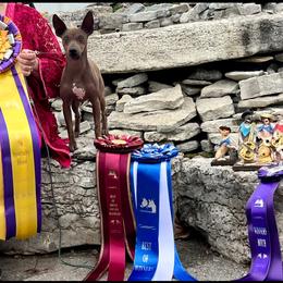 American Hairless Terrier All Grown Up from Vinegar Hill Kennel