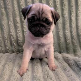 Angel - Fawn female Pug puppy in Winter Haven, Florida from Lisa's Pugalicious Pugs