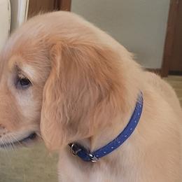 Boy 6 blue collar - Golden Golden Retriever puppy in Brush Prairie, Washington from Paradise Peaks