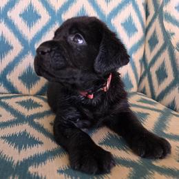 Pink collar female - Black female Labrador Retriever puppy in Holyoke, Massachusetts from Urban Oak Labradors LLC